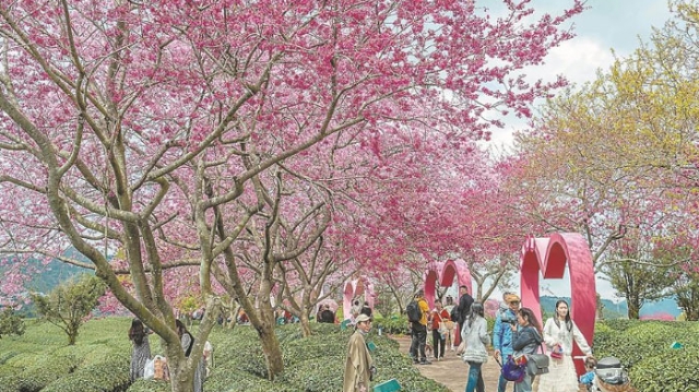 “鮮花經(jīng)濟(jì)”美麗綻放
