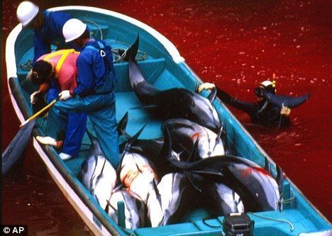 在太地町海灣，日本漁民宰殺海豚，周圍海水已被染成紅色。