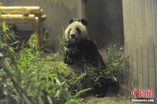 2011年2月22日，日本東京，雌性大熊貓“仙女”（“真真”）在上野動物園內(nèi)。