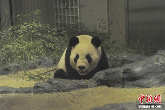 2011年2月22日，日本東京，雄性大熊貓“比力”（“力力”）在上野動物園內(nèi)。