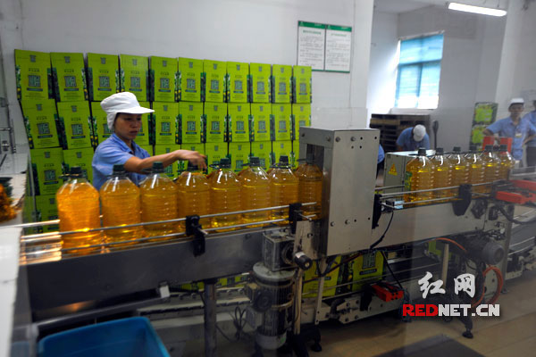 圖片說(shuō)明：盡管山潤(rùn)山茶油的生產(chǎn)線滿負(fù)荷，但要滿足市場(chǎng)的需求變得越來(lái)越吃力。