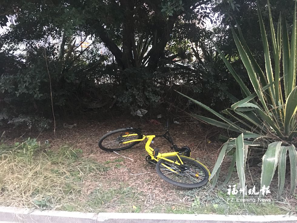 共享單車(chē)：隨停隨放≠亂停亂放