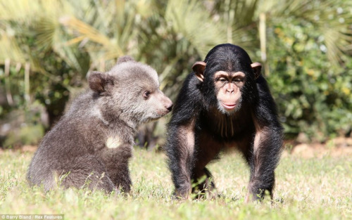 它們在動物園內(nèi)演繹了一段“跨界”友誼，成了形影不離的好朋友。