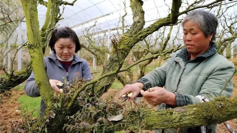 在建寧縣溪口鎮(zhèn)高圳村圍下嘴黃花梨種植基地，陳春花正在采收鐵皮石斛.webp.jpg