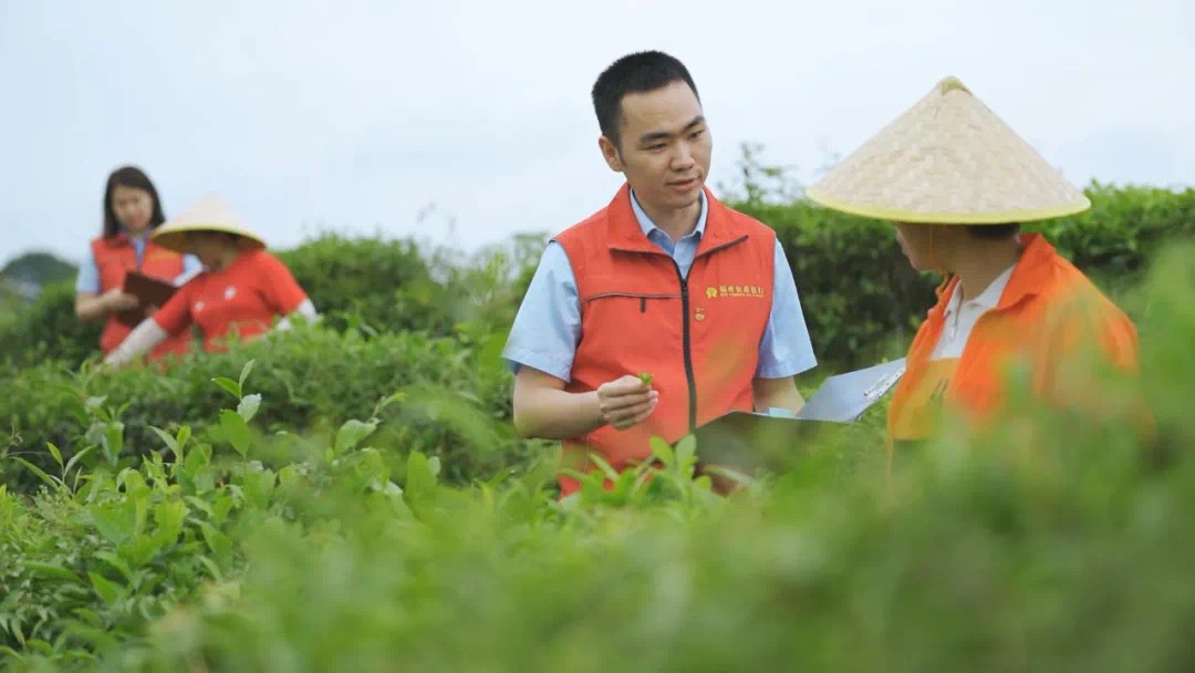 福州農(nóng)商銀行金融助理在茉莉花茶園向茶農(nóng)了解茉莉花種植情況。.jpg