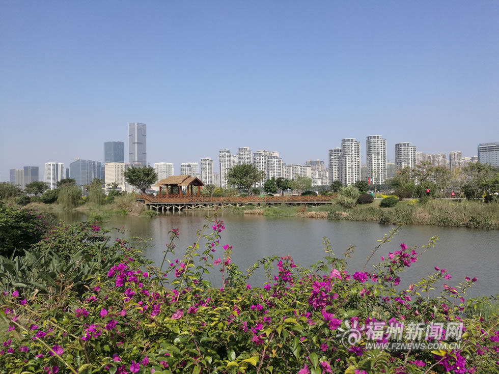 “福州藍(lán)”下，福州公園成金色花海