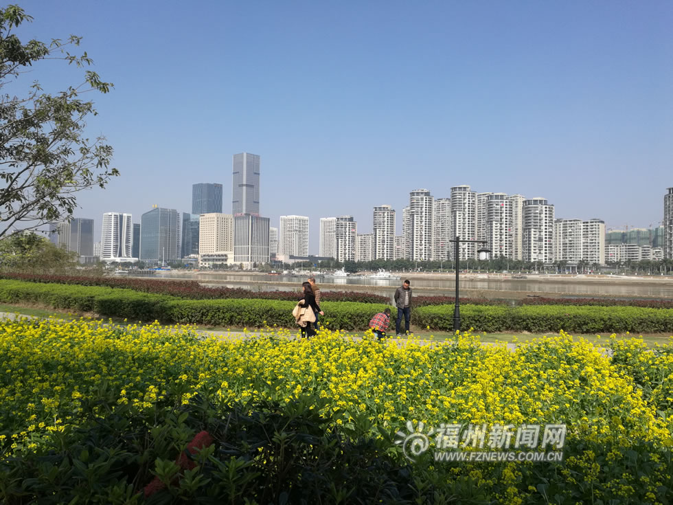 “福州藍(lán)”下，福州公園成金色花海